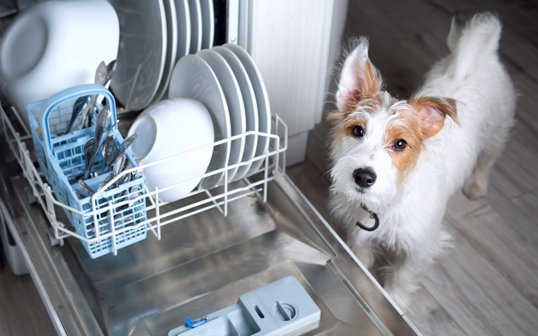 Собака в посудомоечной машине